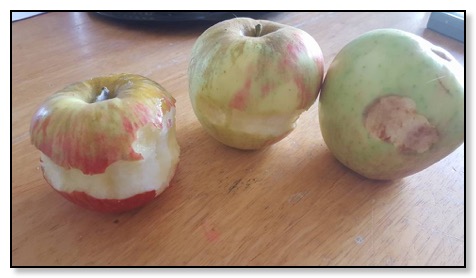 apples-eaten-9-8-16