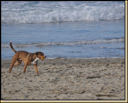 beachdog-2-6-14