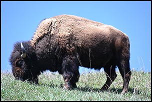 Buffalo small size