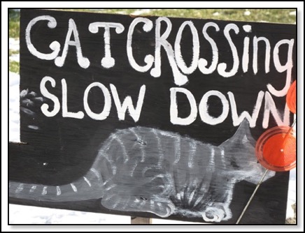 cat-crossing-south-bottom-12-10-13
