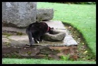 Cat-in-Crathes-Castle-garden-6-22-12