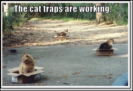 cat_traps-top-2-21-13