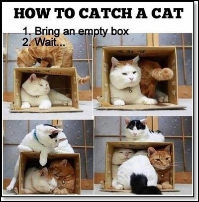 cats-in-boxes-bottom-2-21-12