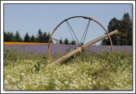 color-and-irrigation-wheel-6-29-13