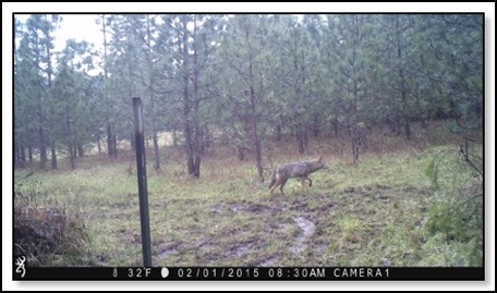 coyote-small-pic-2-8-15