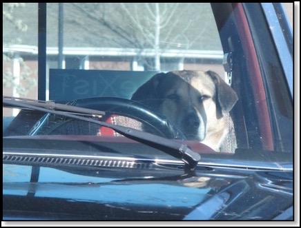 doggie-driver-4-20-13