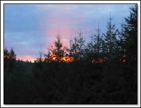 sunriseflamingtrees-1-24-15