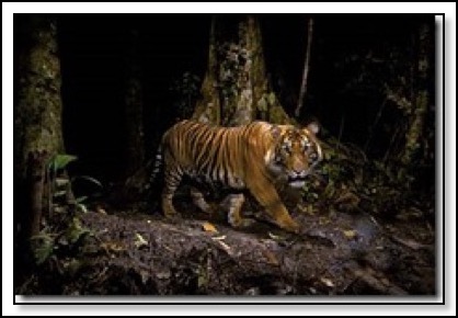 tiger-of-india-5-29-13