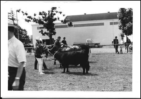 Vicki showing Angus for FFA p1968