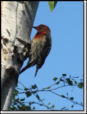 woodpecker-11-14-12